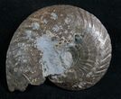 Pyrite Ammonite Oxynoticeras Oxynotum #8040-1